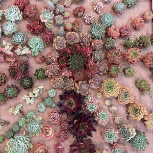 Mystery Succulent Box Live Imported Echeveria Succulents Colorful Rare Indoor Plants Unique Gift for Succulent Love Home Decor & Gardens
