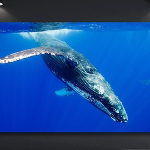 Big Blue Whale Underwater Life Canvas Wall Art For Room Whale Home Design Decor  Whale Modern Artwork on Canvas Whale Art Gift Ready to Hang