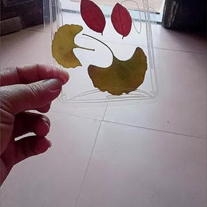 Könnte beinhalten: Eine durchsichtige Glasflasche mit weißem Umriss, die gepresste Blätter enthält. Die Blätter sind rot und gelb, und die Flasche hat einen Stopfen mit einem kleinen Kreis in der Mitte.