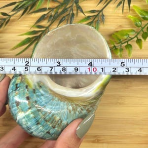 May include: A spiral seashell with a glossy, iridescent blue and brown exterior and a smooth, cream-colored interior. A white measuring tape is positioned across the opening, showing a diameter of approximately 3.5 inches.