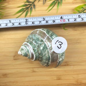 May include: A spiral-shaped sea shell with green and white striped patterns, featuring a white circular sticker with the number 13. A measuring tape is positioned above the shell, showing a width of approximately 2.5 inches for the object.