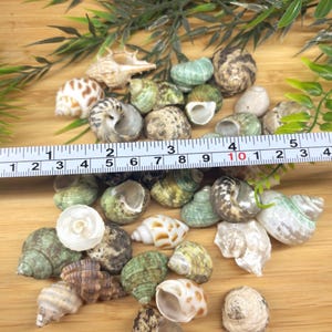 May include: A collection of small sea shells in various shades of green, brown, and white, displayed with a measuring tape showing a width of approximately 5 inches. The shells feature diverse spiral patterns and textures, ranging from smooth to ridged.