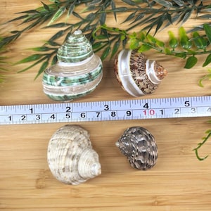 May include: Four spiral seashells of varying sizes and patterns, including green, brown, and cream tones, are arranged next to a measuring tape showing approximately 5 inches in length to provide a clear scale for these natural marine specimens.