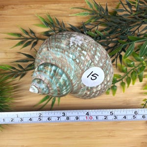 May include: A spiral-shaped sea shell with a mottled green and brown pattern, featuring a white circular sticker with the number 15. A measuring tape is positioned below the shell, showing a width of approximately 4.5 inches.
