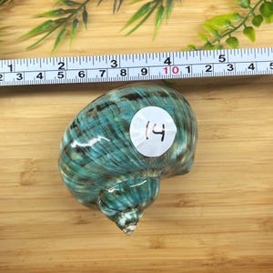 May include: A teal and brown spiral seashell with a white circular sticker featuring the handwritten number 14. A measuring tape is positioned above the shell, showing a width of approximately 2.5 inches for the shell's main body section.