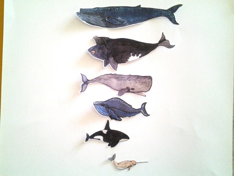 Whale Stickers, unique, hand cut, Art Stickers, sticker set image 6