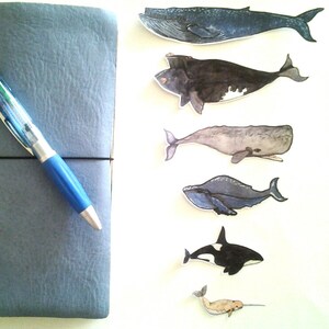 Whale Stickers, unique, hand cut, Art Stickers, sticker set image 5