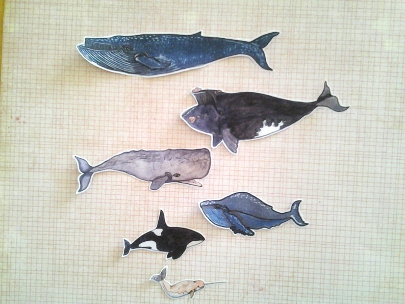 Whale Stickers, unique, hand cut, Art Stickers, sticker set image 1
