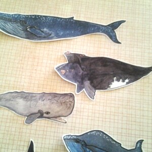 Whale Stickers, unique, hand cut, Art Stickers, sticker set image 3