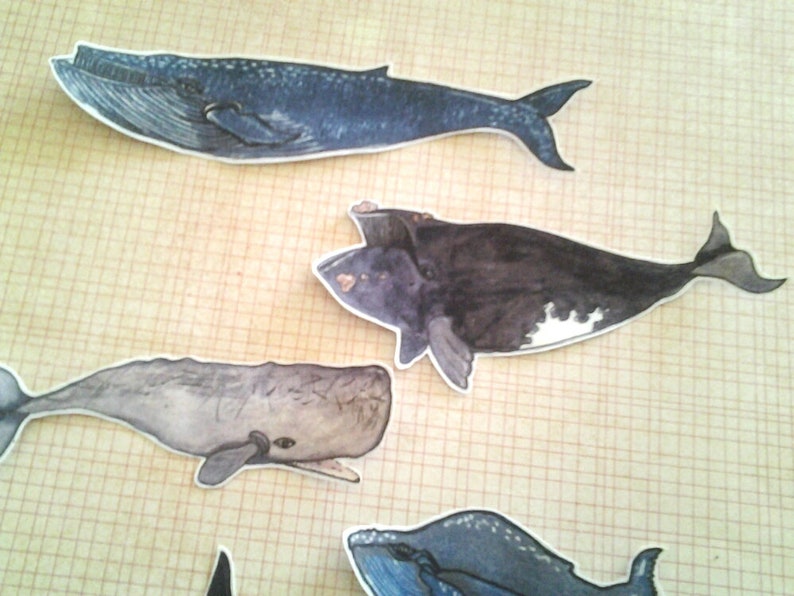 Whale Stickers, unique, hand cut, Art Stickers, sticker set image 3