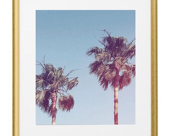 Palm Trees Photograph