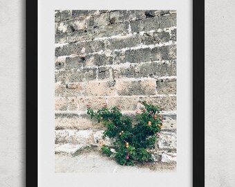 Mallorca Flowers Photograph