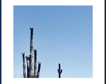 Cactus Photograph with Blue Sky