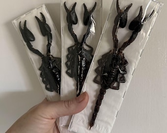 25 A-1 Homoderus Gladiator Cameroon 35-43mm, Large Lucanid Stag