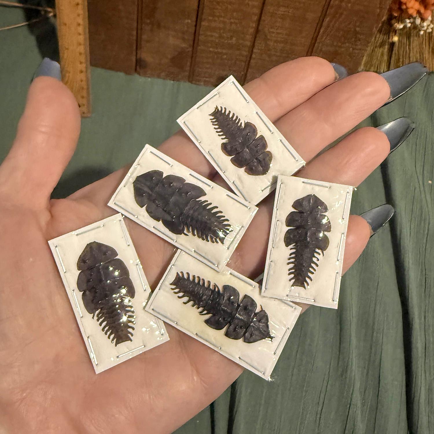 本物の三葉虫標本（Platerodrilus ruficollis）昆虫学展示に最適なA1