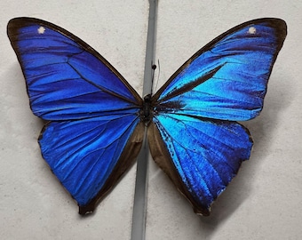 Morpho Absoloni, the Absoloni Blue Morpho, Taxidermy Butterfly