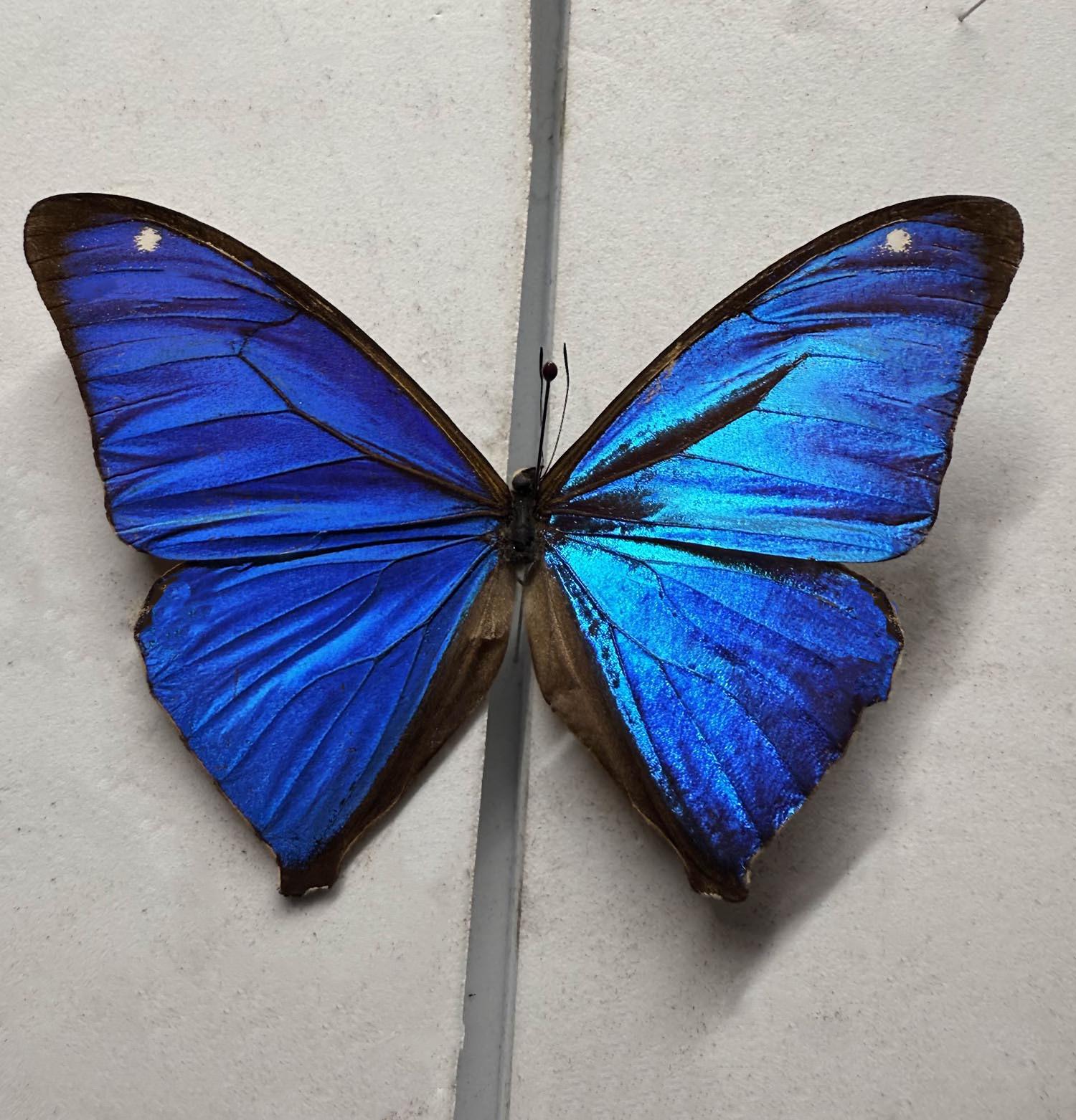 ペルー産　ゼフィリティスモルフォ　81mm ペルー産 ゼフィリティスモルフォ 81mm Morpho zephyritis blue