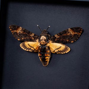 A1 Quality Death&#39;s Head Hawk Moth (Acherontia atropos) Unmounted Entomology Specimen