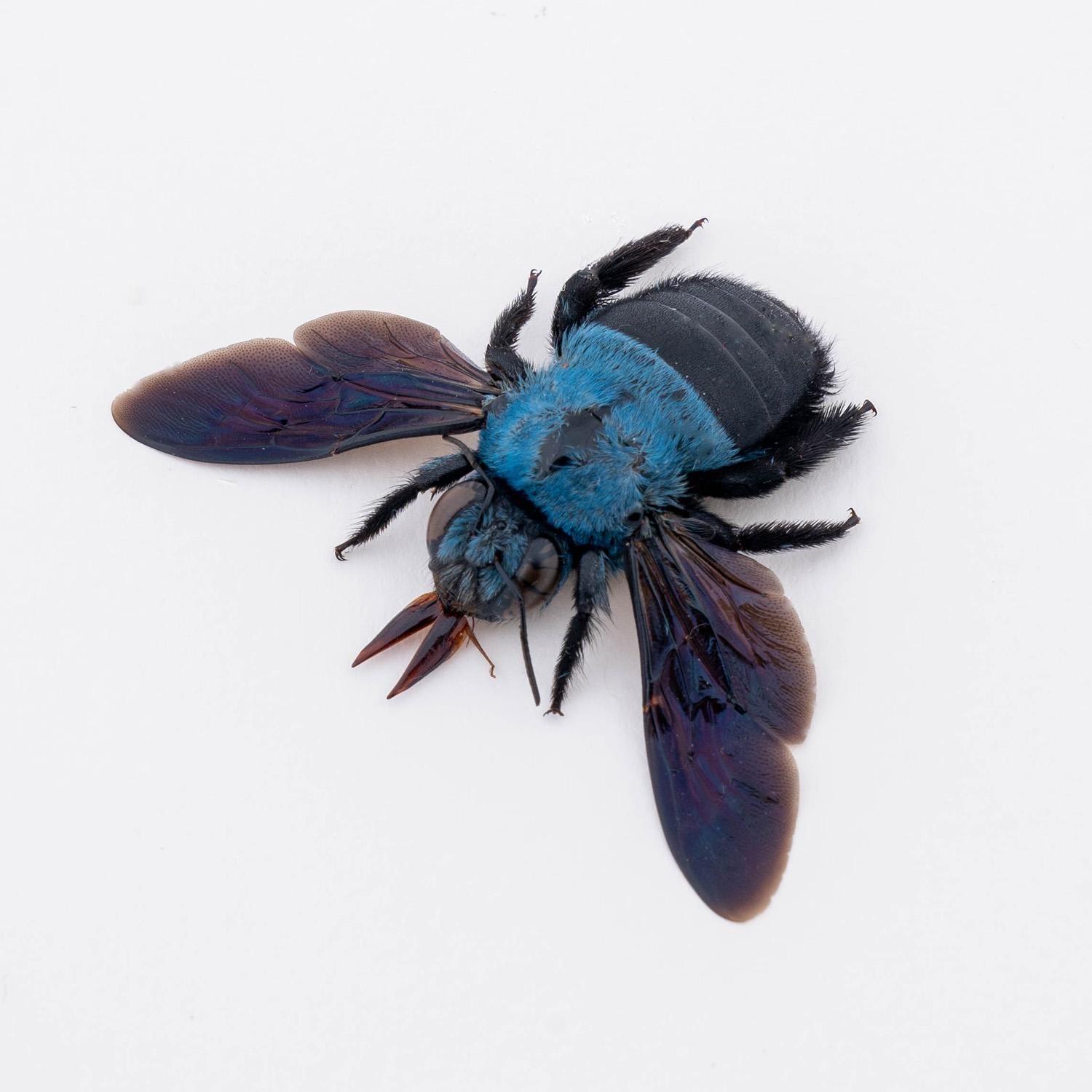 3 X Genuine Real Blue Carpenter Bees (xylocopa Caerulea) Pack of 3