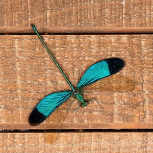 Pack of 2 Real Blue Dragonfly Damselfly (Neurobasis chinensis florida) Spread Green Entomology Displays A1