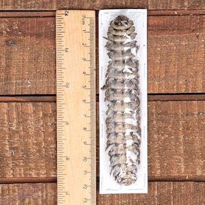 Puede incluir: Un espécimen invertebrado segmentado conservado, de aproximadamente 13 cm de largo, encerrado en plástico transparente. Una regla de madera con marcas de centímetros se coloca junto al espécimen, proporcionando escala sobre un fondo de madera.