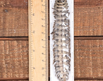 Milpiés escudo gigante (Barydesmus propinquus) Ejemplar genuino listo para exhibiciones entomológicas A1