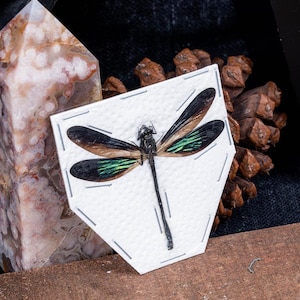 Two (2) Metallic Dragonfly Damselfly (Euphaea aspasia) Green Spread Entomology Specimens