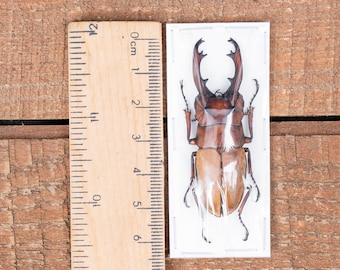 茶色のクワガタ（Prosopocoilus occipitalis）の本物の未組立昆虫標本