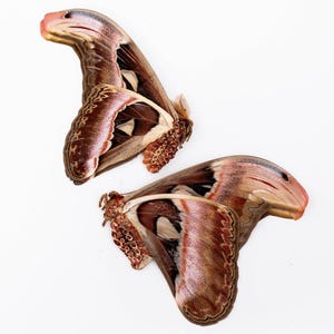 Giant Atlas Moth Specimen (Attacus atlas): A1 Unmounted Entomology Display