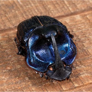 Scarabée violet XL rare : Megaphaneus lancifer, spécimen d&#39;entomologie de collection (45-50 mm)