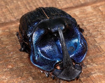 紫色のコガネムシ（Coprophanaeus lancifer）昆虫標本、 - Etsy 日本