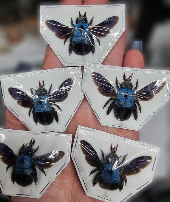 【正規品】Bibiy. HONEY BEE TOP ブルー Tropical Blue Carpenter Bee – Real Female Specimen, Mounted, Java