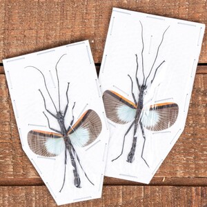 May include: Two framed insect specimens with outstretched wings. The insects have long, slender bodies and antennae. Their wings are a mix of brown, orange, and light blue. The frames are white, and the background is a wooden surface.