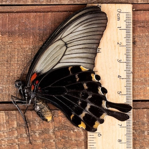 Schwanzfalter Schmetterling (Papilio lowi suffusus) Philippinen Unspread echt für Entomologie oder Kunst A1