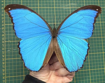 TWO (2) Morpho Absoloni | Blue Morpho Brazil Butterflies