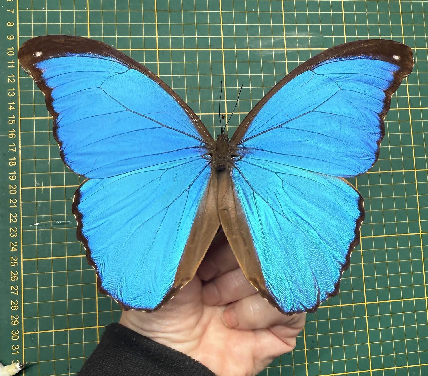 XL Giant Blue Morpho Didius Premium Butterfly A1 16cm+ Unmounted Papered