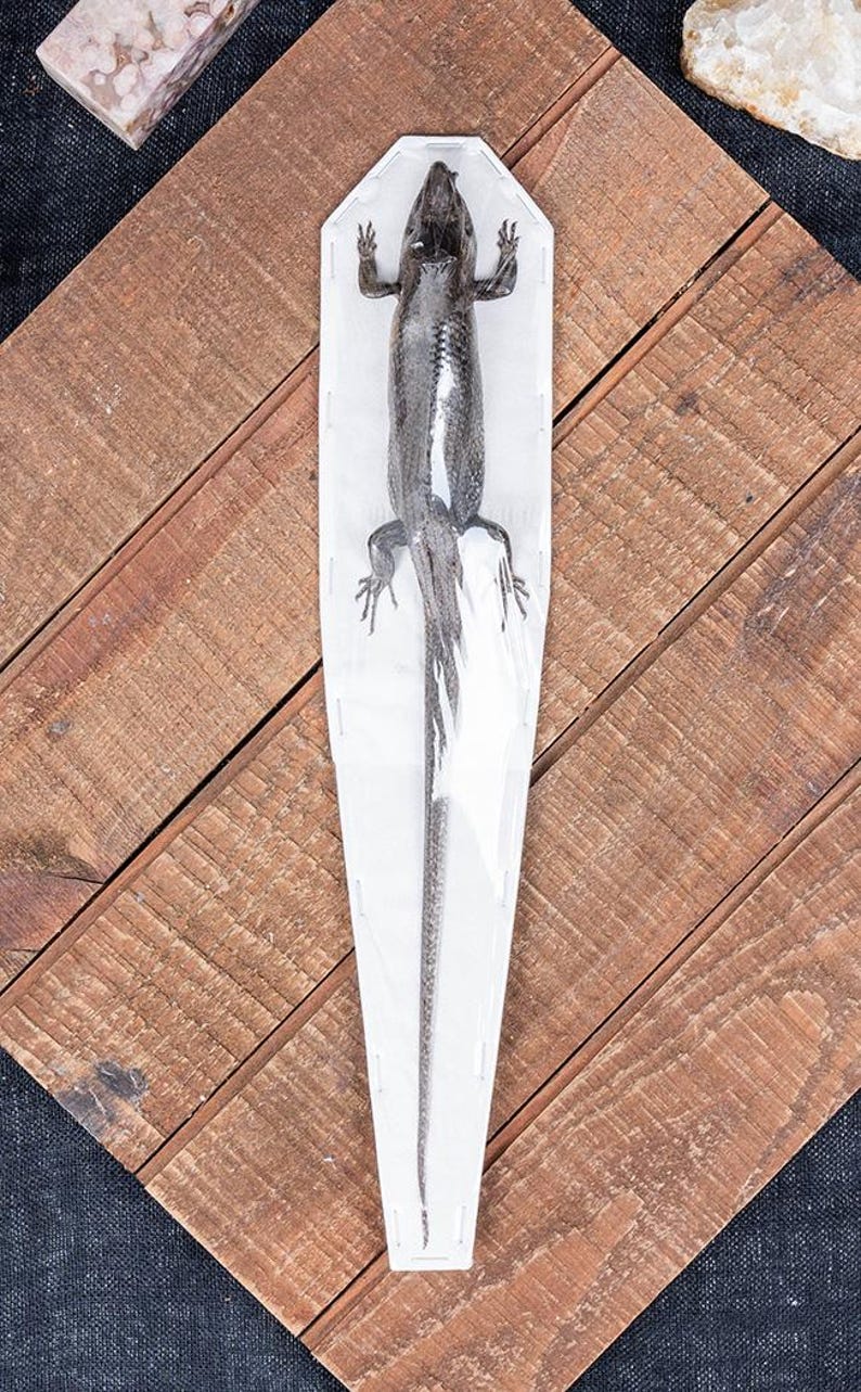 Large Sun Skink Lizard Taxidermy Specimen (eutropis Multifasciata) - Etsy