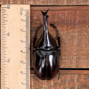 Puede incluir: Un escarabajo grande, de color marrón oscuro, con un cuerno prominente, medido contra una regla de madera. El cuerpo del escarabajo mide aproximadamente 6 cm de largo. El fondo es una superficie de madera.