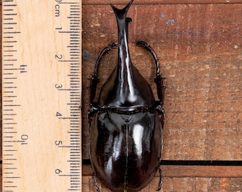 カブトムシ（Xylotrupes lorquini）の実際の昆虫標本。コレクション