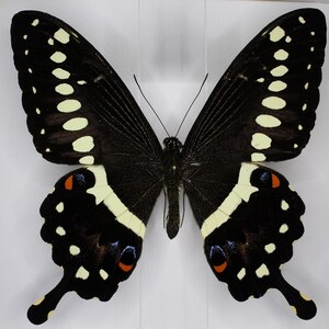 May include: A preserved butterfly with black wings, adorned with cream-coloured spots and a cream and yellow pattern along the edges. The butterfly also has small orange and blue markings. The wings are spread wide, displaying the intricate details.