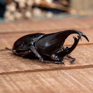 Rhinoceros Beetle 60-70mm Real Xylotrupes sumatrensis Genuine Unmounted Unspread Ready for Entomology Displays A1