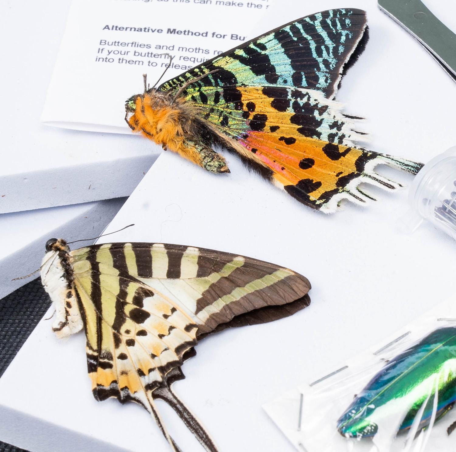 Variety Packs of Butterflies for Entomology Pinning, Art or Craft ...