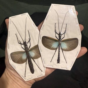 May include: Two framed insect specimens. Each insect has a long, slender body, long antennae, and large wings with brown and blue hues. The insects are pinned to white, irregularly shaped paper.