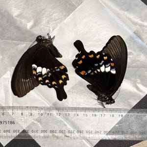 1/3 x Beautiful Black Papilio fuscus, Canopus Swallowtail Genuine Butterfly for Entomology or Art A1