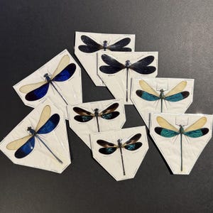 PAQUETE A GRANEL 8 x Libélulas reales Caballito del diablo Extendidas Verde Azul Metálico Exhibidores de Entomología A1 Libélulas