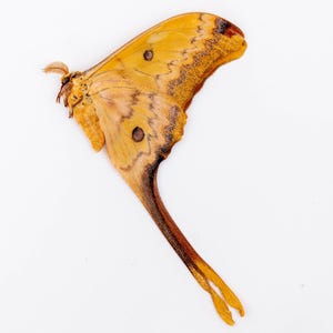 RARE MOON MOTH Actias groenendaeli acutapex Collectors Item Unmounted Papered Ready to Spread for Entomology Displays A1