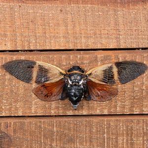 Large Dried Cicada (Angamiana floridula): Entomology Display Insect A1