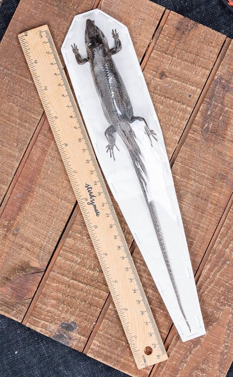 Large Sun Skink Lizard Taxidermy Specimen (eutropis Multifasciata) - Etsy