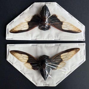 May include: Two cicada insects pinned to white display boards with black stitching. The cicadas are brown and black with translucent wings.