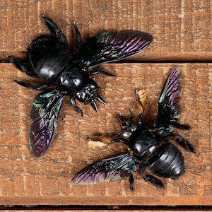May include: Two black carpenter bees with iridescent purple wings are displayed on a wooden surface. The bees are facing opposite directions.
